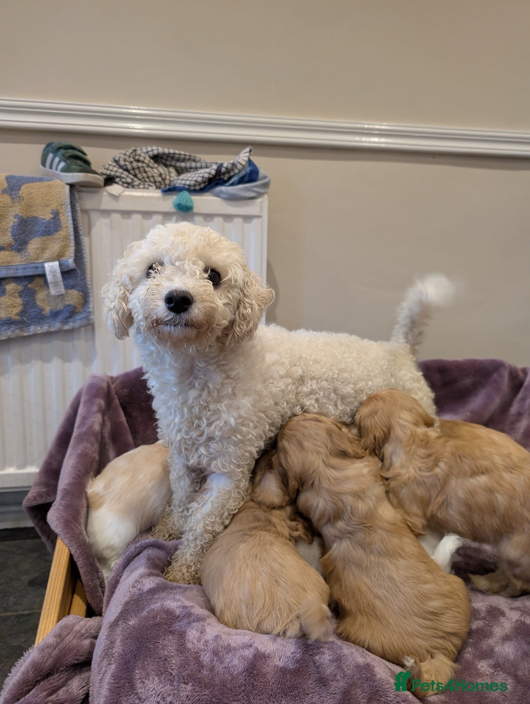 Cavachon dogs for sale: 8 Beautiful Cavachons💙💙💙🩷🩷🩷🩷🩷 - Image 6