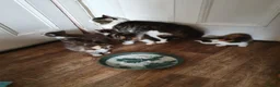Mixed Breed cats for sale: Fun Fun Fun - Advert 12