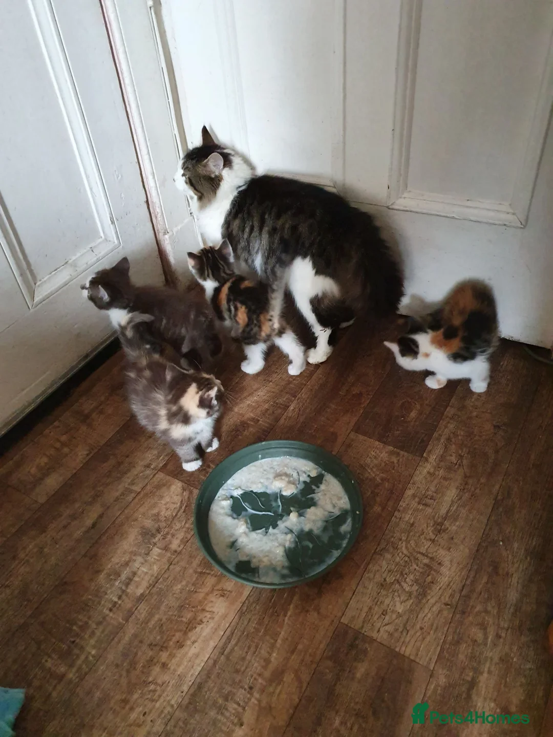 Mixed Breed cats for sale: Fun Fun Fun - Advert 12