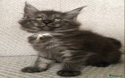 Maine Coon cats for sale: MaineCoon Kittens Black Smoke 1 Boy & 2 Girls - Image 30