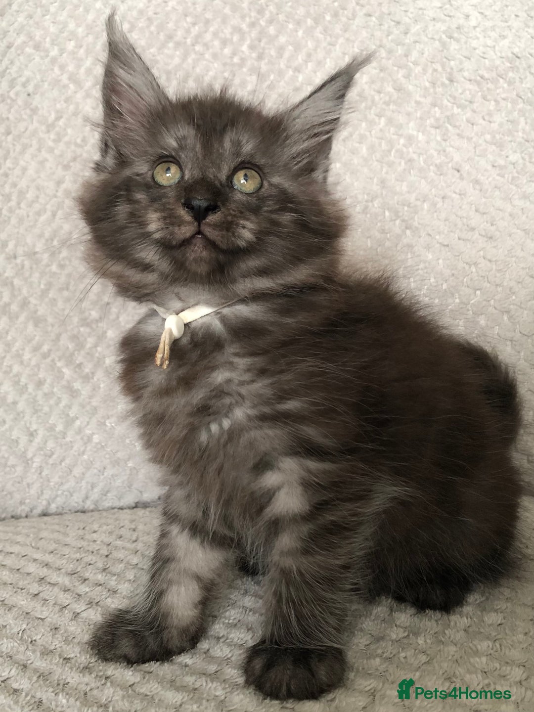 Maine Coon cats for sale: MaineCoon Kittens Black Smoke 1 Boy & 2 Girls - Image 30