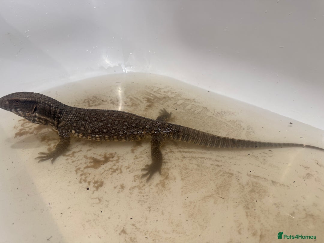 Monitor reptiles for sale: Bosc Monitor - Advert 4
