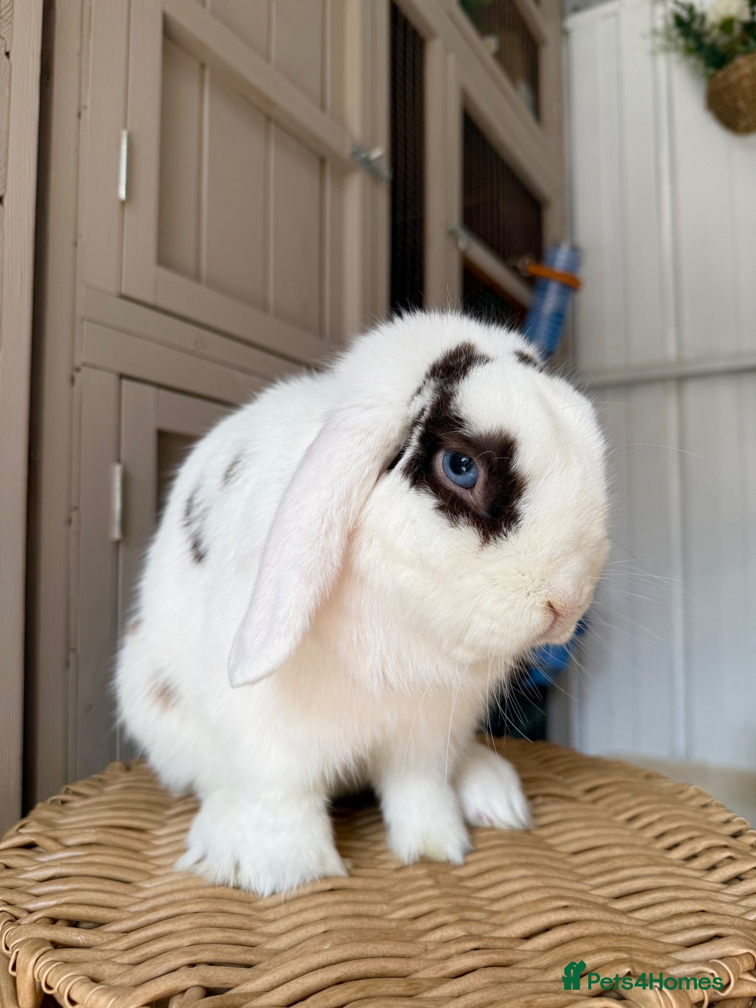 Mini Lop rabbits Mini Lop Male  - Advert 15