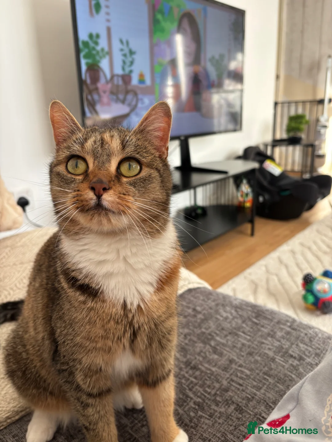 Mixed Breed cats for sale: Kittens for sale in Birmingham - Advert 6