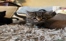 Mixed Breed cats for sale: 3 gorgeous kittens available  - Image 5