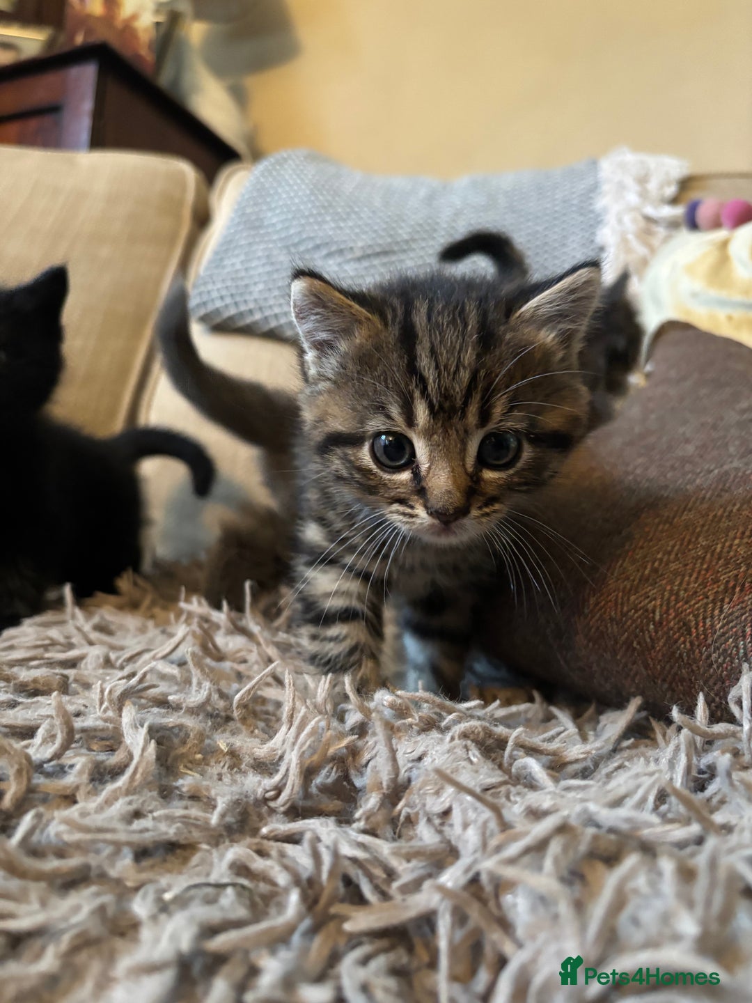 Mixed Breed cats for sale: 3 gorgeous kittens available  - Image 5
