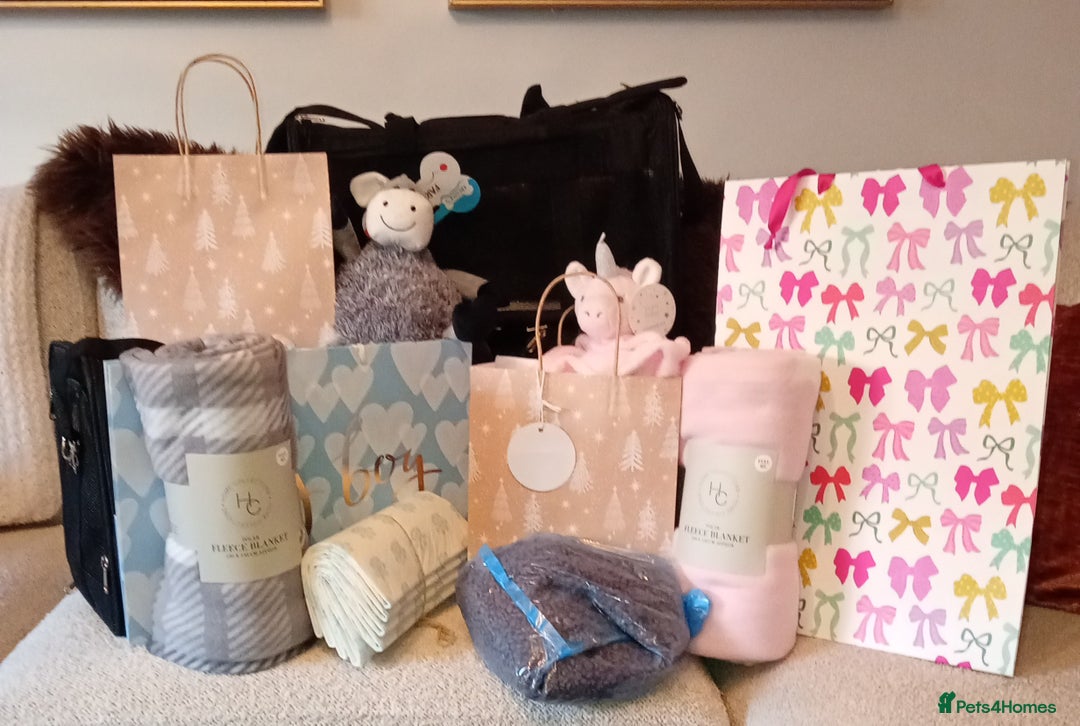 Cavapoo dogs for sale: LITTLE GIRL READY FOR NEW HOME NOW - Advert 9