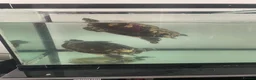 Terrapin reptiles for sale: Yellow belly river terrapins  in Port Talbot - Advert 5