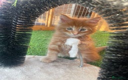 Maine Coon cats for sale: Big maine coon kittens  - Image 13