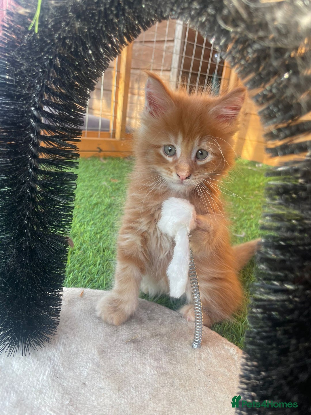 Maine Coon cats for sale: Big maine coon kittens  - Image 13