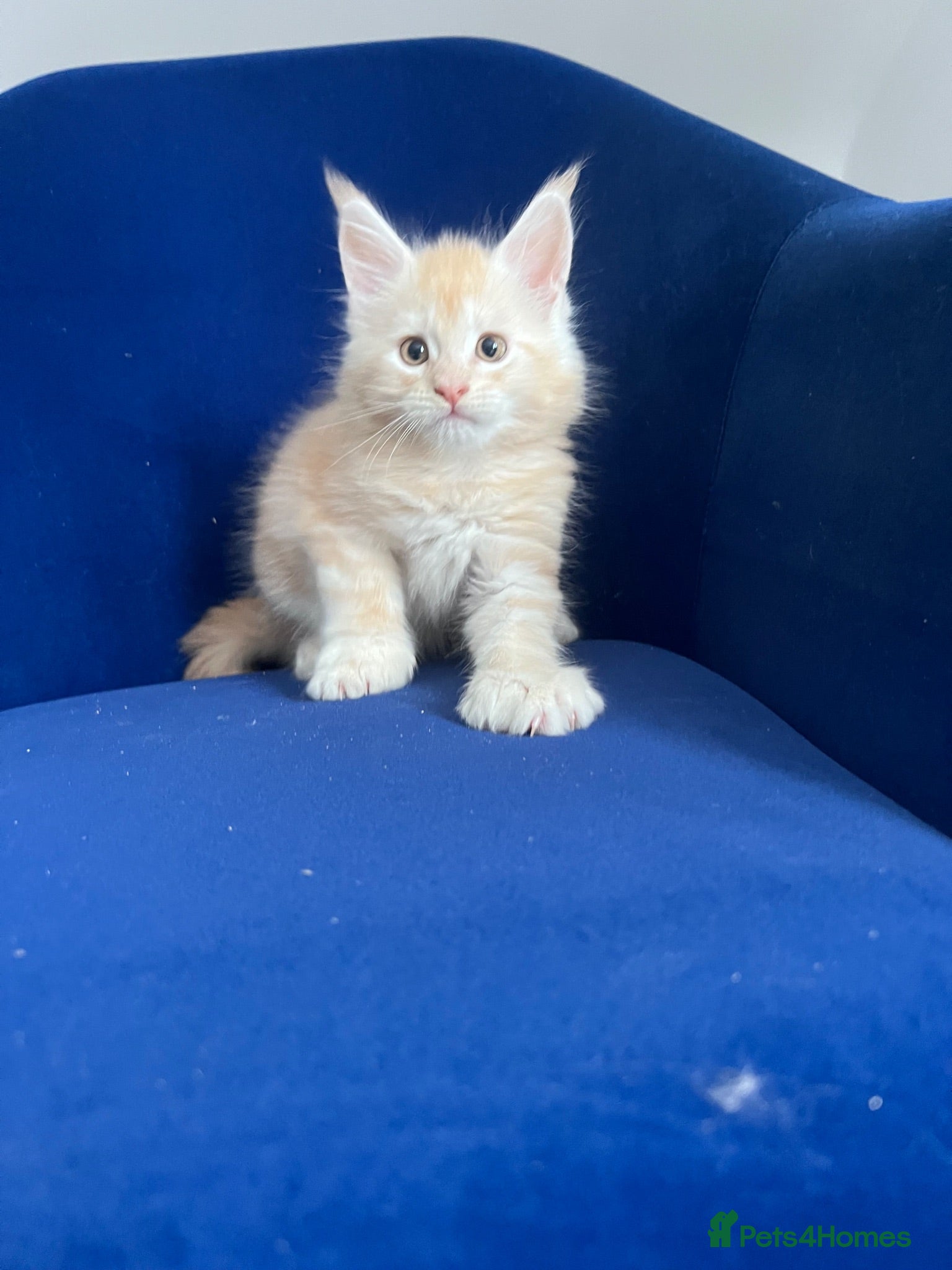 Maine Coon cats Polydactyl and non poly ready to leave - Advert 1