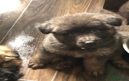 German Shepherd dogs for sale: Blue German Shepherd  - Image 31