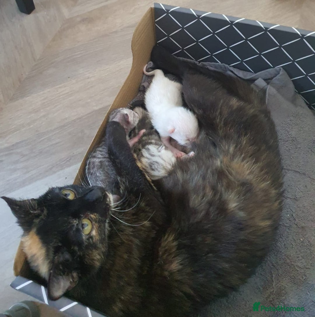 Mixed Breed cats for sale: Scottish fold/ Tortoiseshell cross kittens  - Image 3