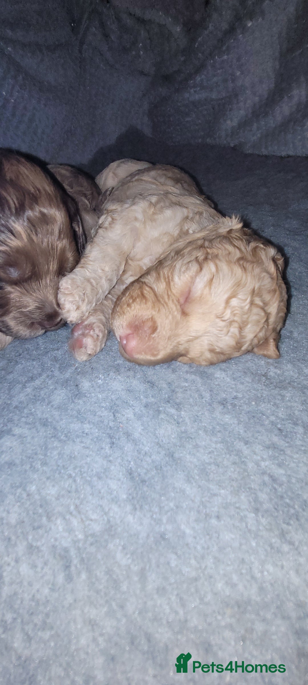 Cockapoo dogs for sale: F3b Merle Cockapoos - Image 23