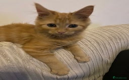 Domestic Shorthair cats for sale: Male ginger kitten - Image 3