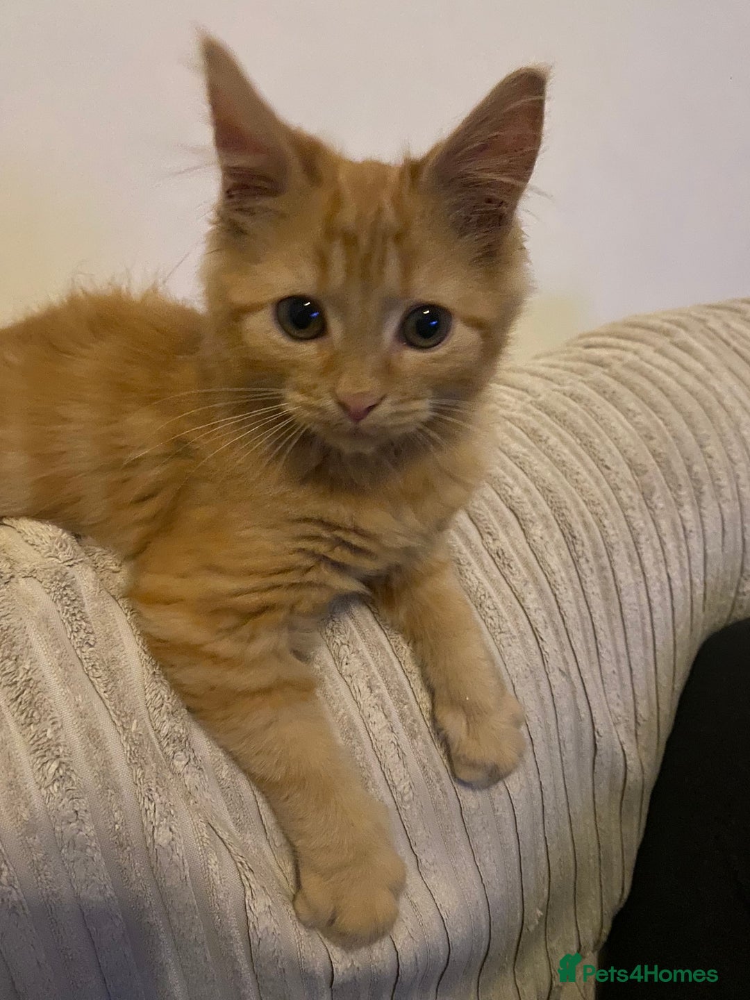 Domestic Shorthair cats for sale: Male ginger kitten - Image 3