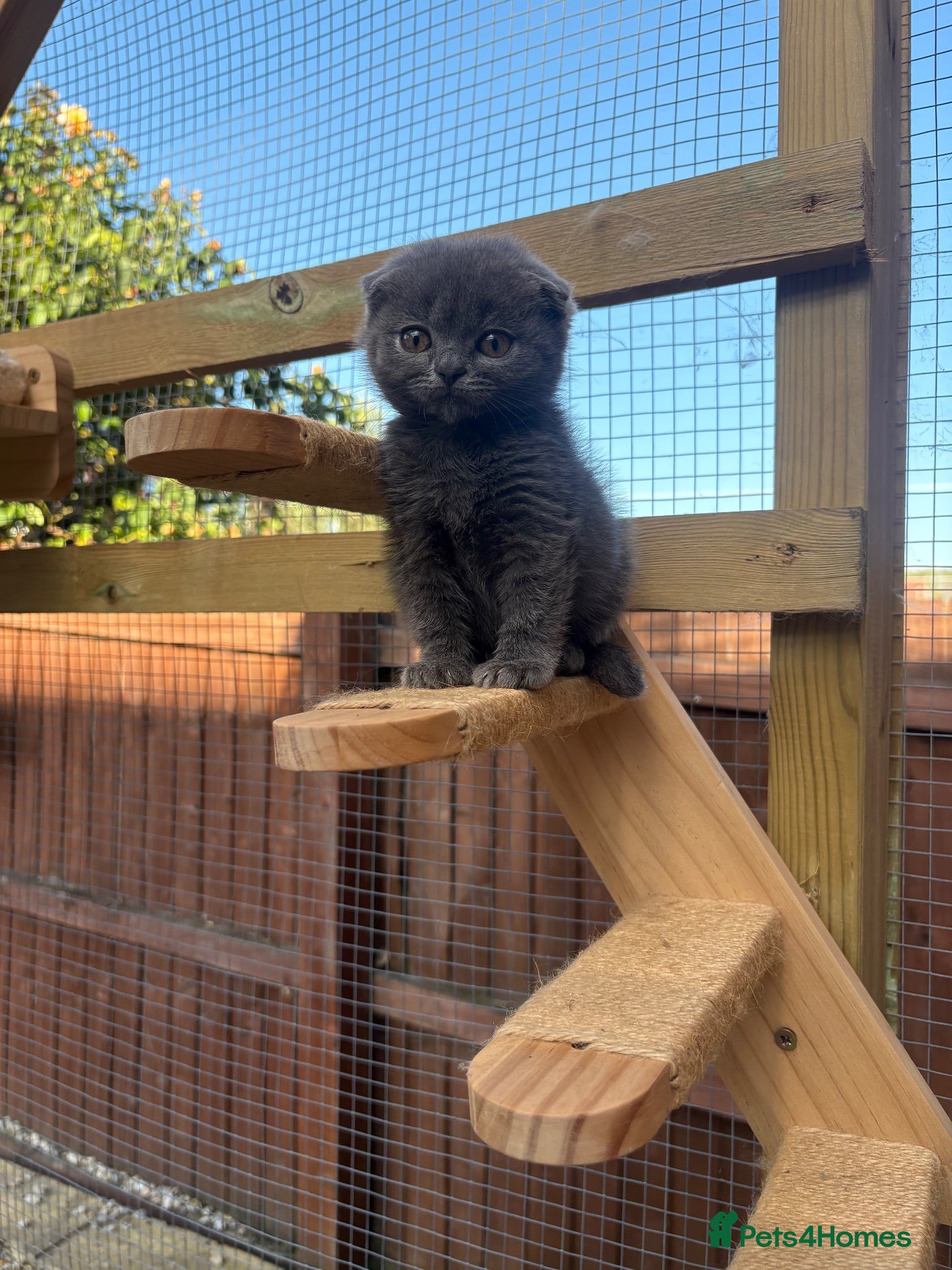 British Shorthair cats Blue & Lilac BSH Mix Kittens – Fold & Straight - Advert 13