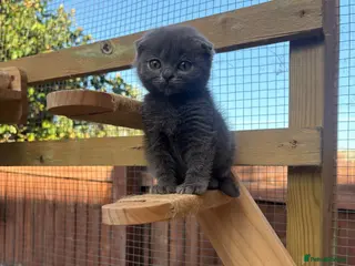 British Shorthair cats Blue & Lilac BSH Mix Kittens – Fold & Straight - Advert 13