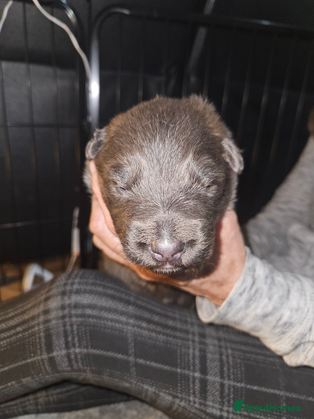 German Shepherd dogs for sale: 5 gorgeous german shepherd puppies for sale  - Advert 10