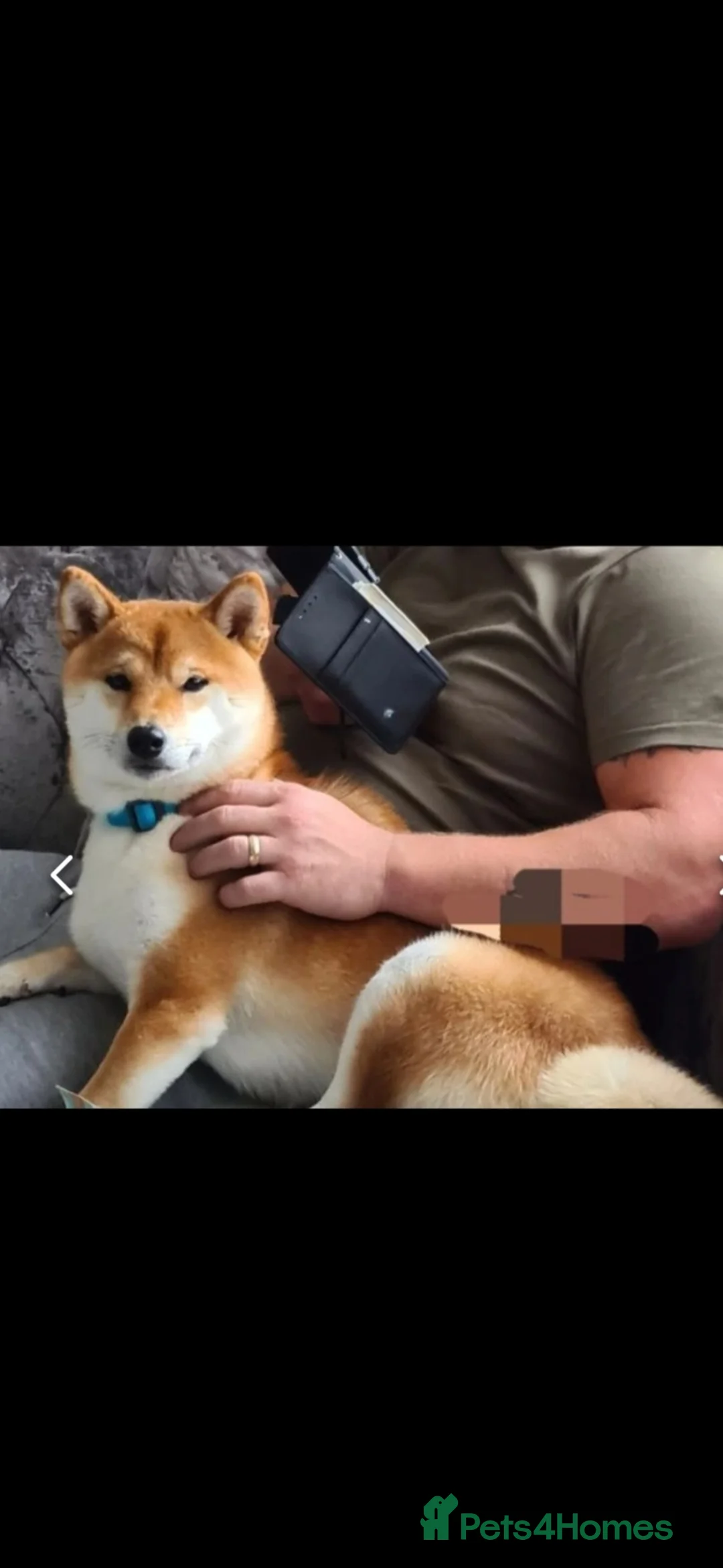 Japanese Shiba Inu dogs for stud: Japanese shiba Inu  - Advert 2