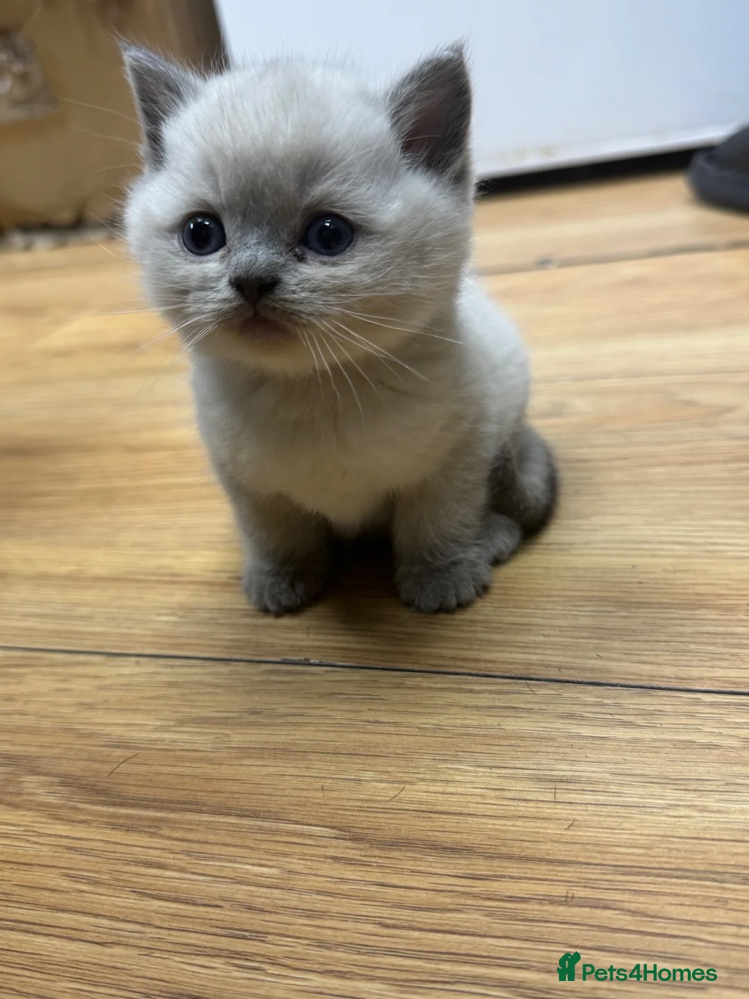 British Shorthair cats for sale: Kittens for Sale 🐱  in Birmingham - Advert 6