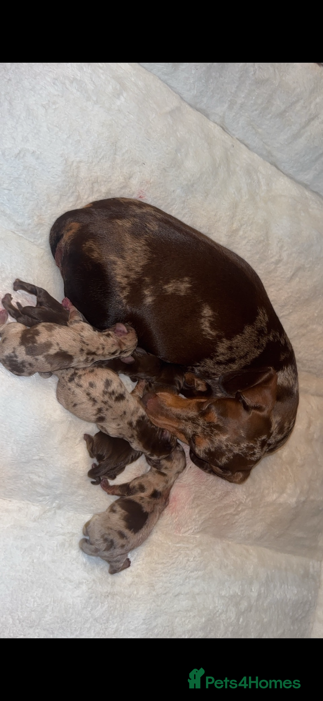 Miniature Dachshund dogs for sale: Beautiful miniature dachshunds - Image 14