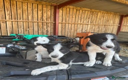 Border Collie dogs for sale: 3 males left .. female now sold! - Image 29