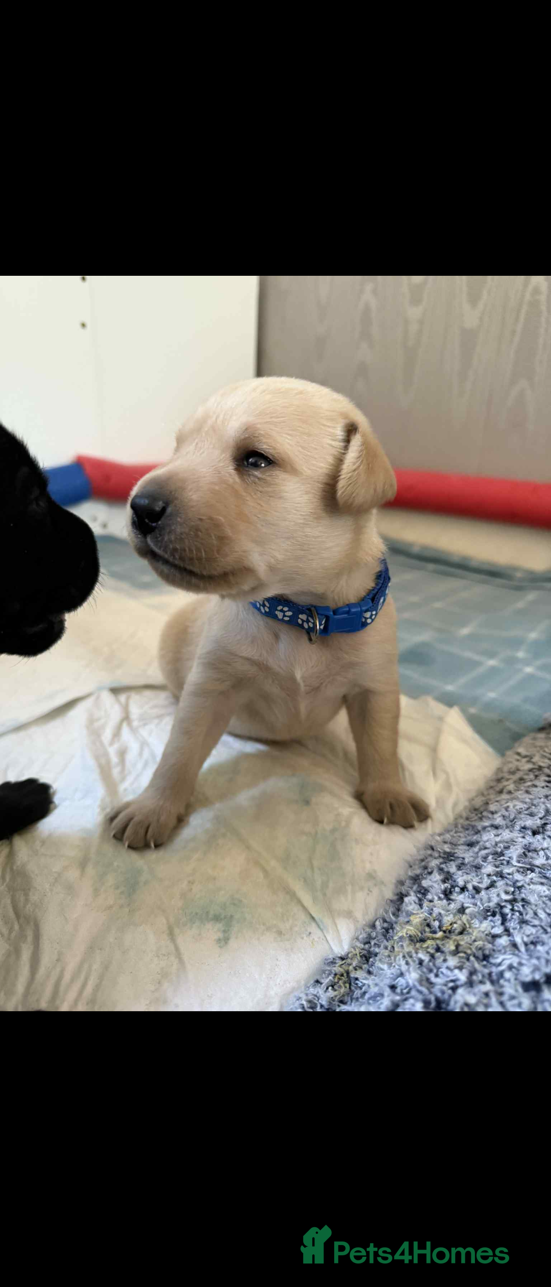 Labrador Retriever dogs for sale:  Labrador pups - Image 8