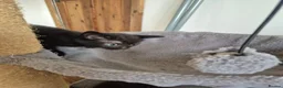 Mixed Breed cats for sale: 2 beautiful Kittens  - Advert 4