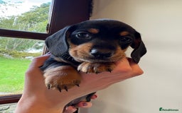 Miniature Dachshund dogs for sale: 2 miniature black and tan dachshund for sale  - Image 3