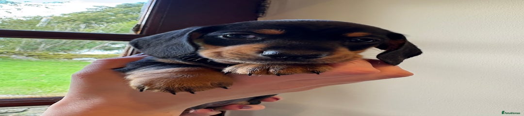 Miniature Dachshund Puppy 1
