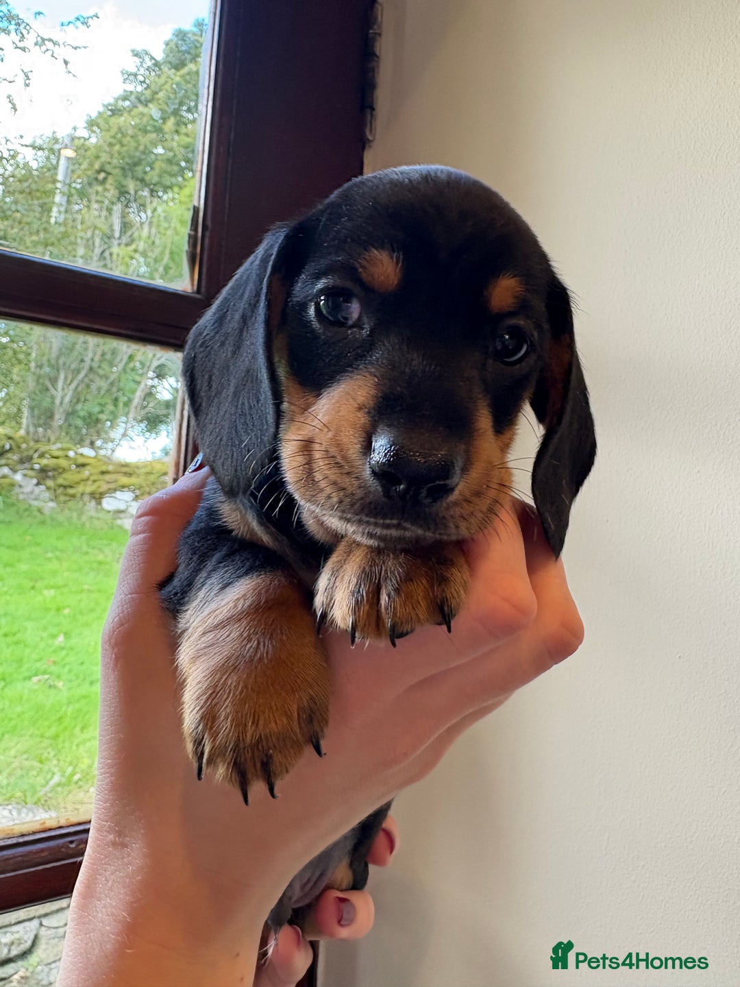 Miniature Dachshund dogs for sale: 2 miniature black and tan dachshund for sale  - Image 3