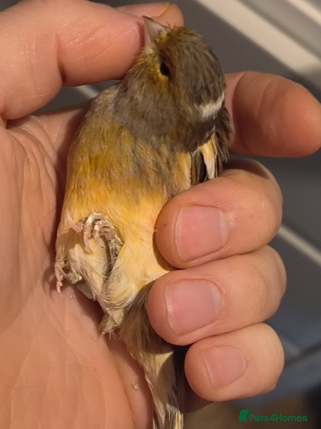 Canaries birds for sale: 5 beautiful 2025 canaries  - Advert 17