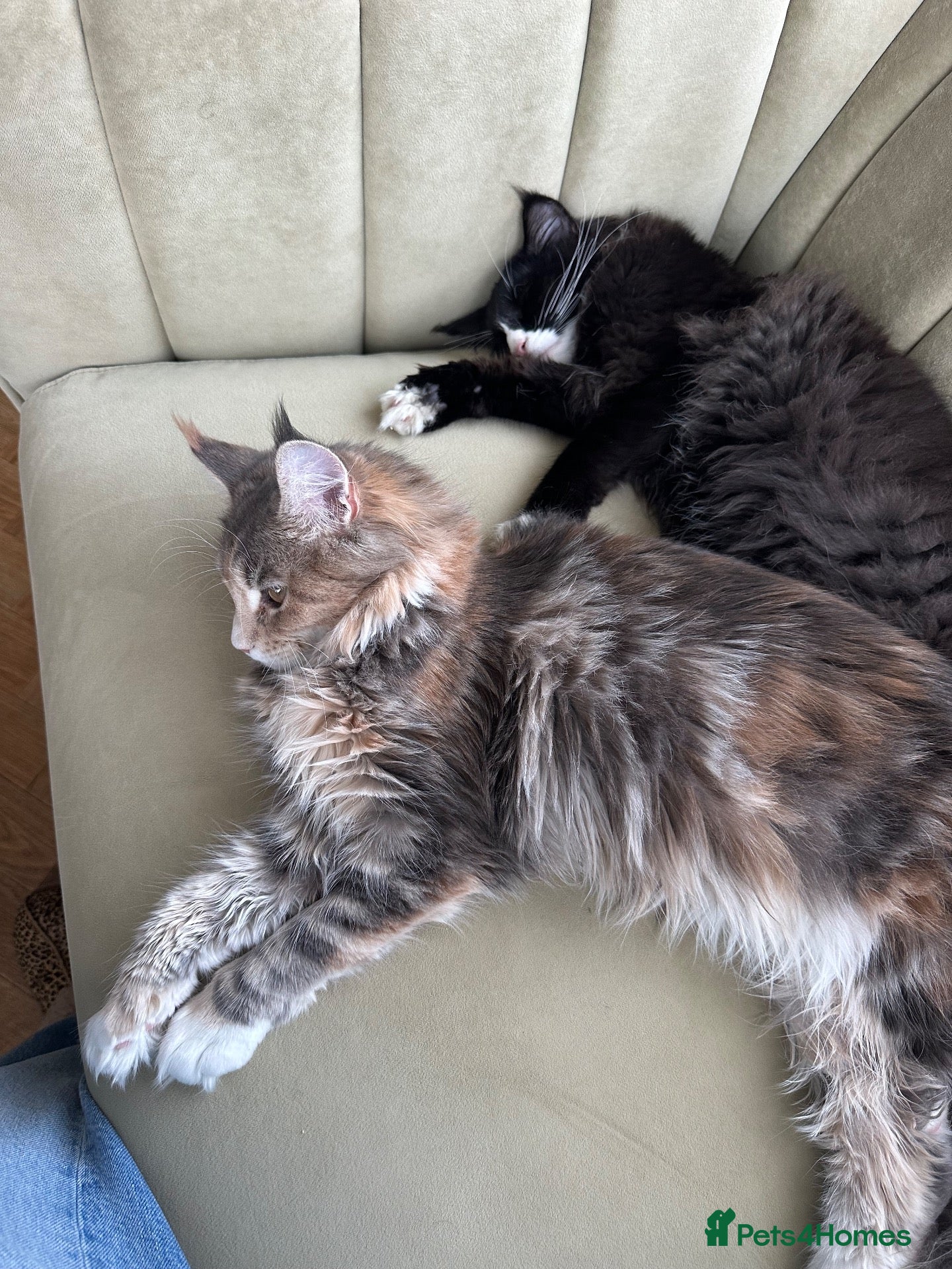Maine Coon cats Maine Coon Kittens, beautiful colours - 8 wks - Advert 2