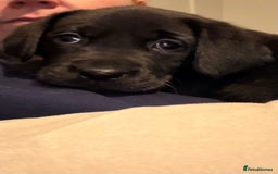 Labrador Retriever dogs for sale: Beautiful labrador - last girl (yellow collar) - Image 21