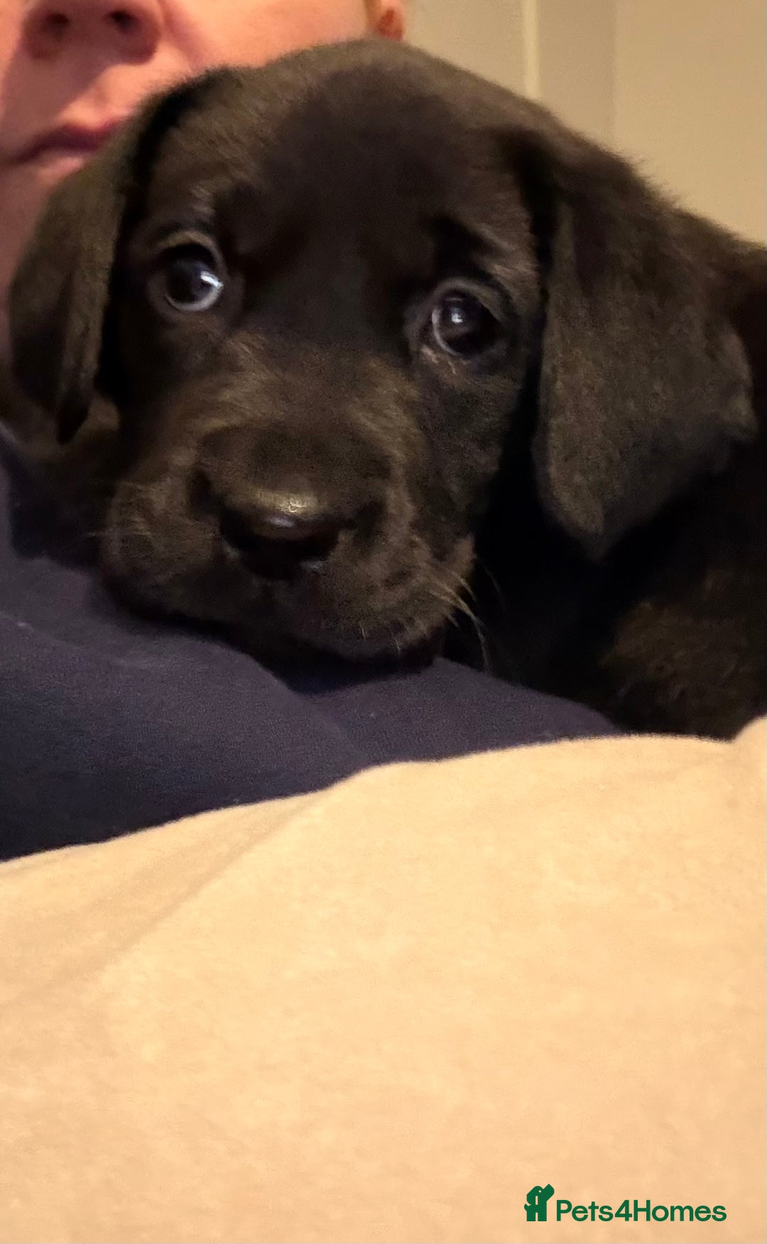 Labrador Retriever dogs for sale: Beautiful labrador - last girl (yellow collar) - Image 21