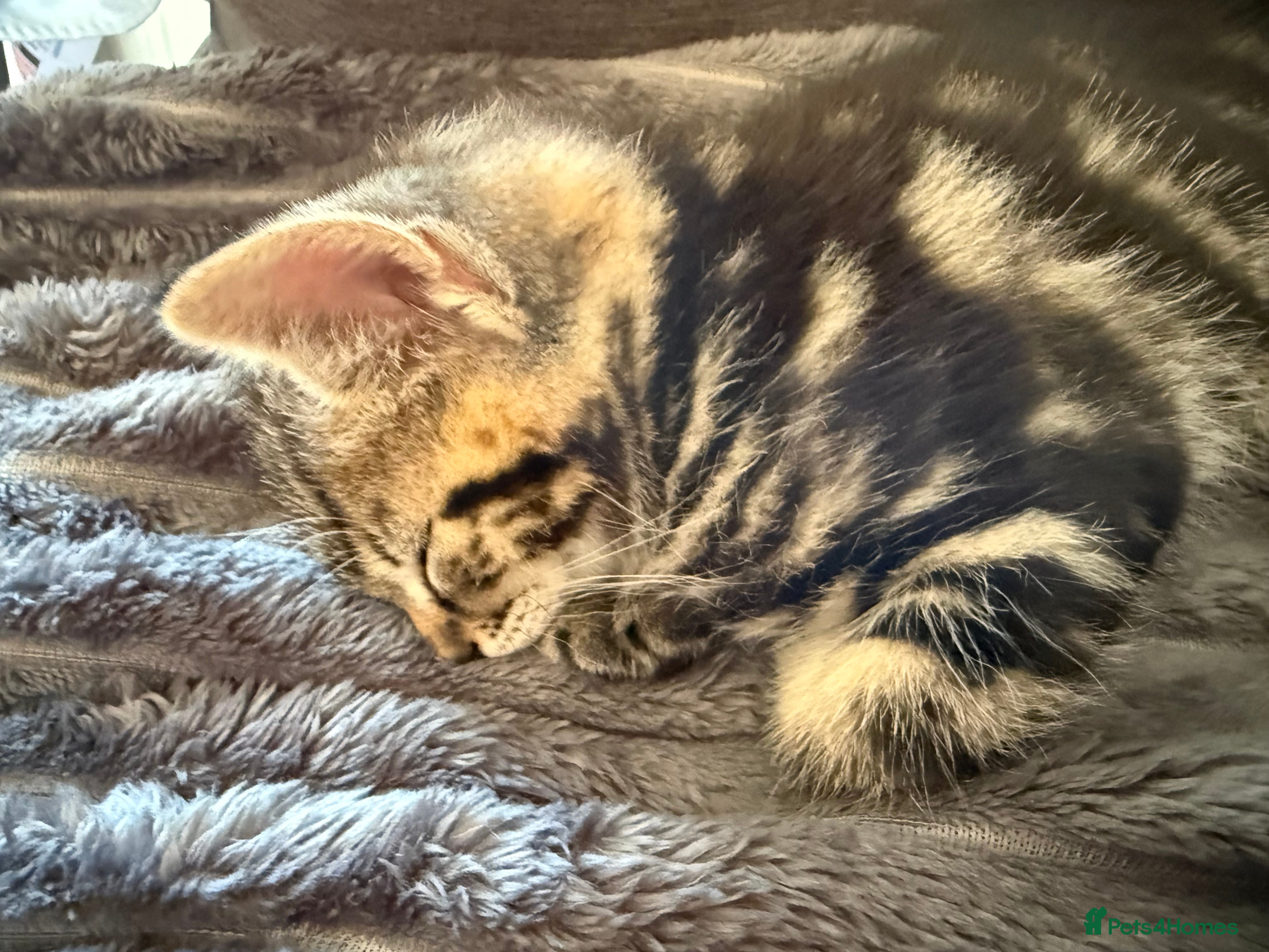 Domestic Shorthair cats 3 Male Kittens - Advert 13