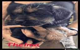 Mixed Breed dogs for sale: Beautiful Borderpoo Puppies – Ready 24th August - Image 25