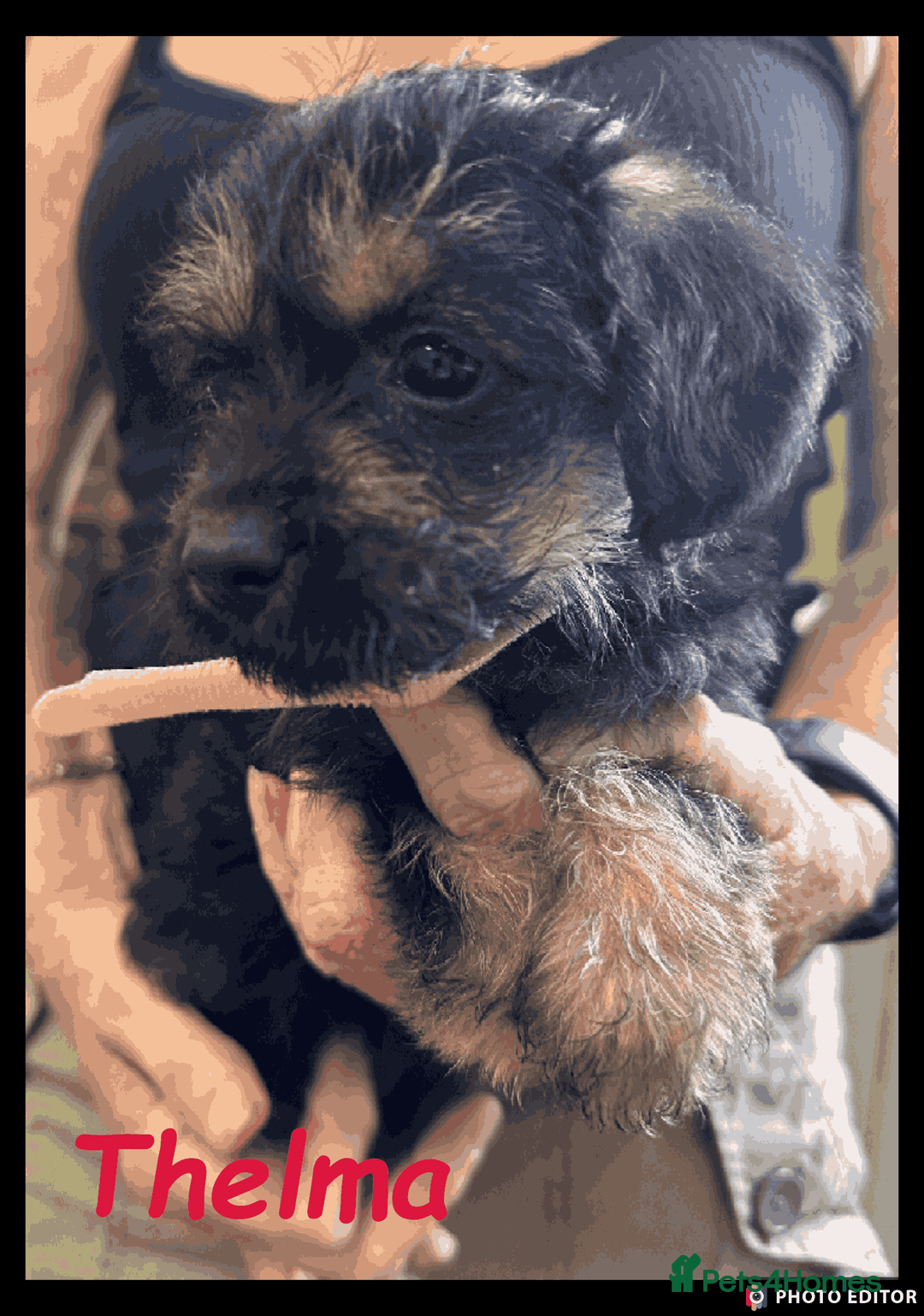 Mixed Breed dogs for sale: Beautiful Borderpoo Puppies – Ready 24th August - Image 25