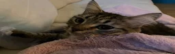 Mixed Breed cats for sale: 4 cats need rehoming due to house move  in Liverpool - Advert 5