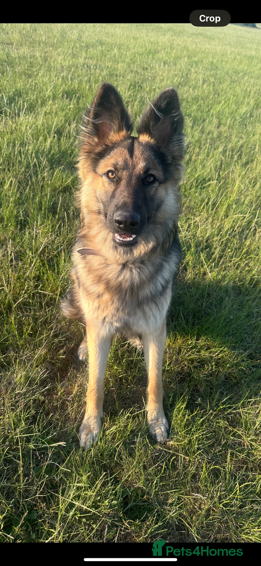 German Shepherd dogs for sale: 16 months old german shepherd  - Image 2