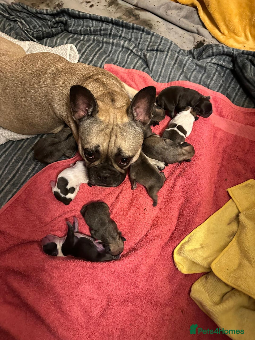 French Bulldog dogs for sale: Amazing french bulldog  - Image 14