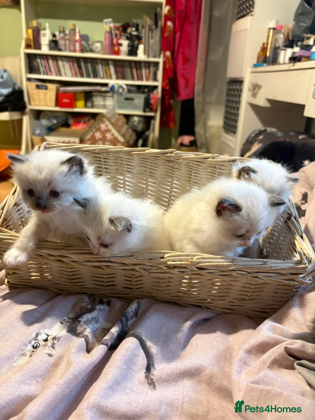 Ragdoll cats for sale: 5 ADORABLE RAGDOLL X KITTENS - Advert 1
