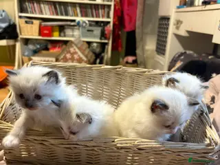Ragdoll cats 5 ADORABLE RAGDOLL X KITTENS - Advert 1