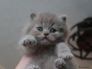 British Shorthair cats BSH & BLH Registered Kittens - Advert 18