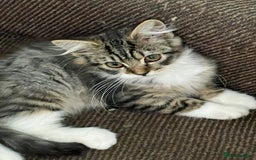 Mixed Breed cats for sale: Beautiful kittens  - Image 6