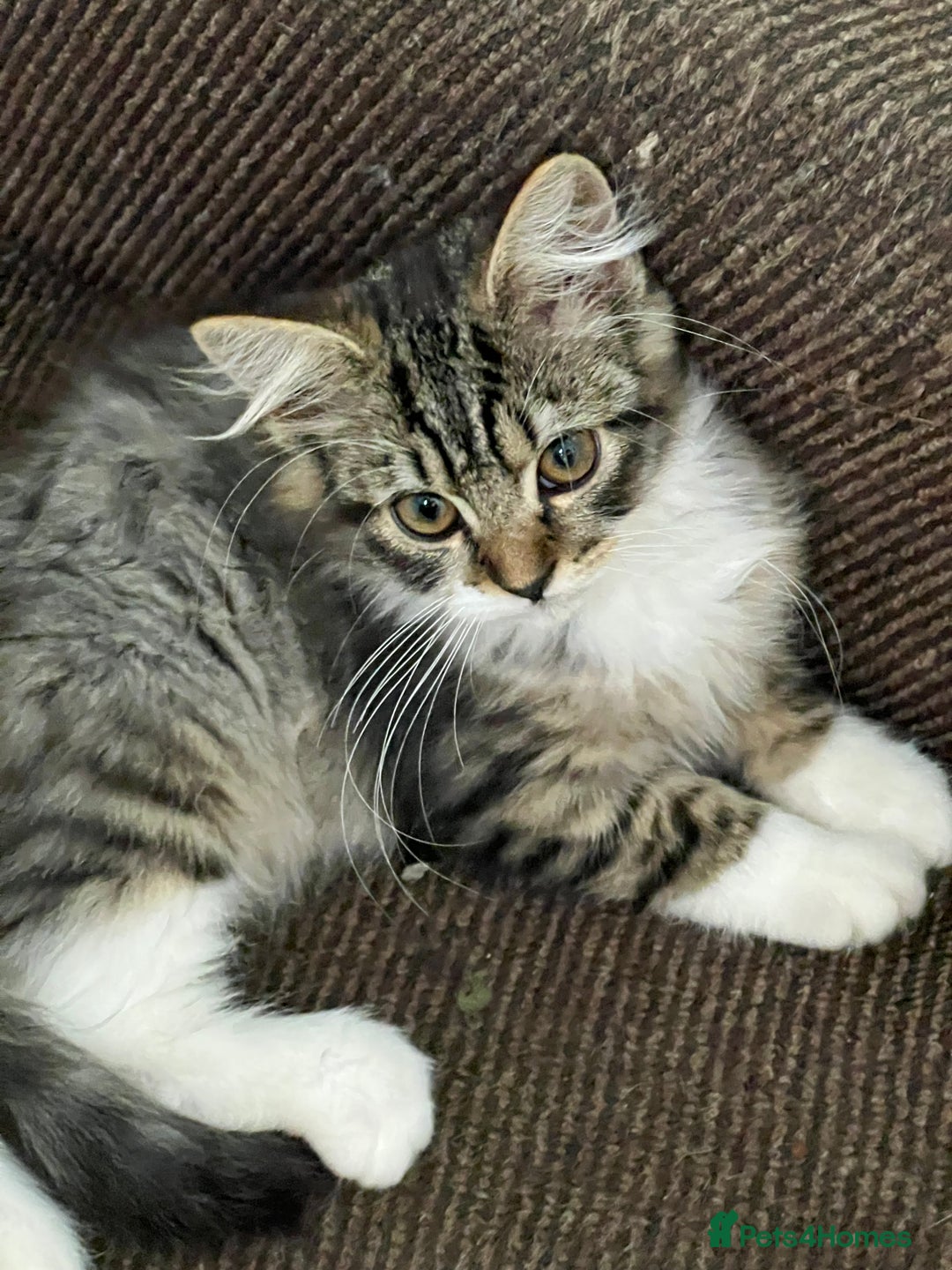 Mixed Breed cats for sale: Beautiful kittens  - Image 6