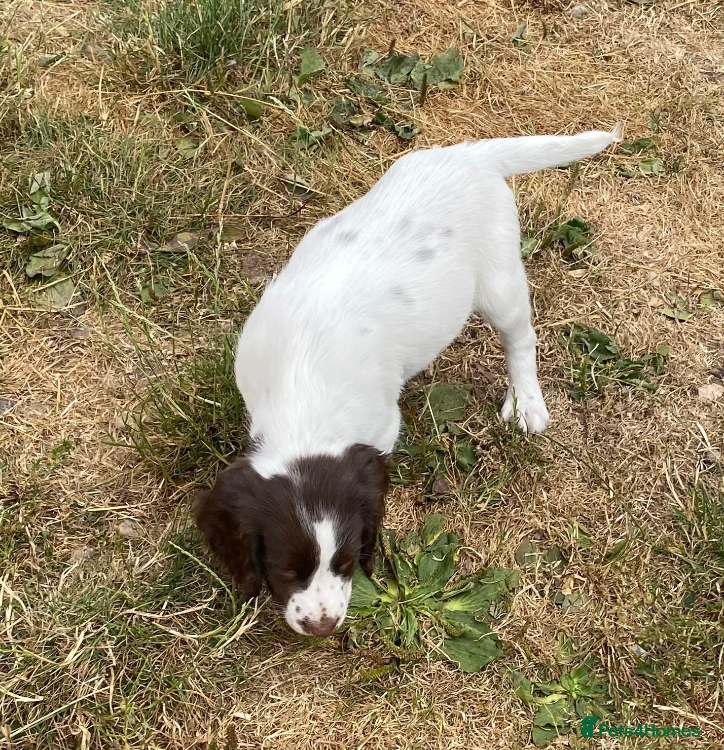 English Springer Spaniel dogs Exciting Prospects - Advert 2