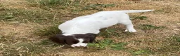 English Springer Spaniel dogs for sale: Exciting Prospects in Ashbourne - Advert 2