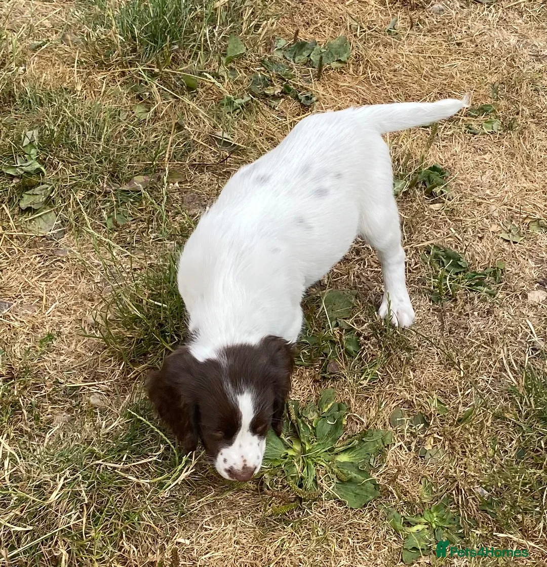 English Springer Spaniel dogs for sale: Exciting Prospects in Ashbourne - Advert 2